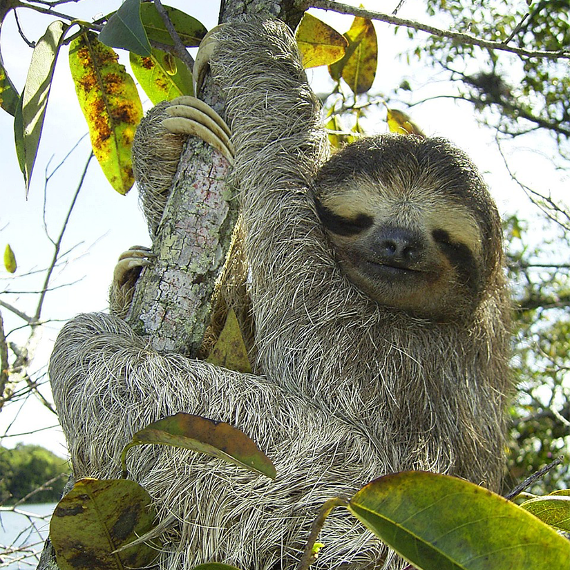 Square a sloth hugging branch