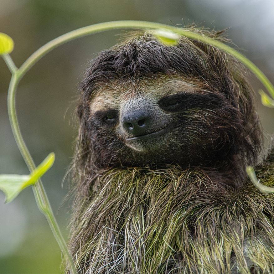 Square sloth and a vine.