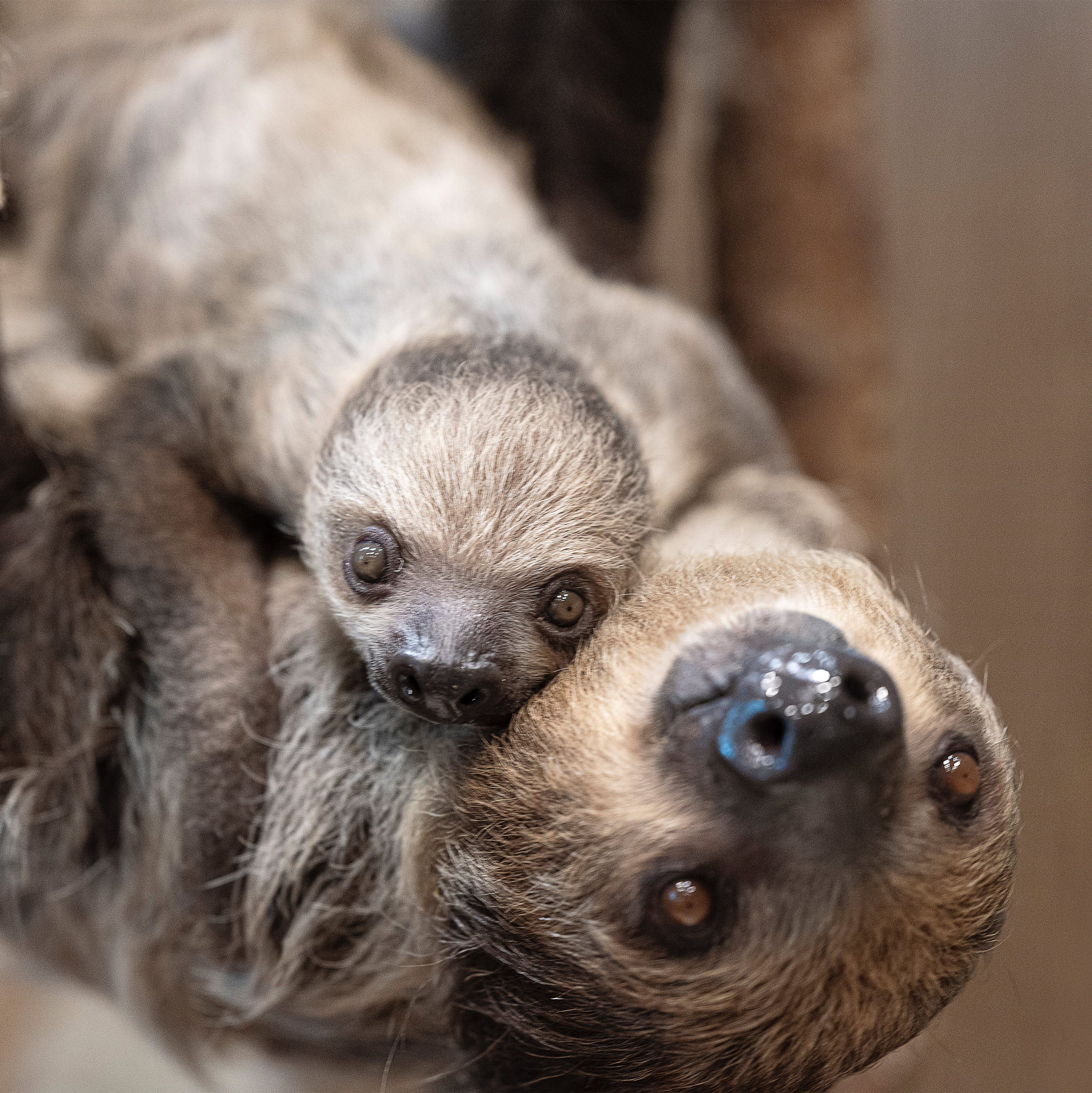 mom and baby sloth square